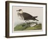 Illustration from 'Birds of America', 1827-38-John James Audubon-Framed Giclee Print