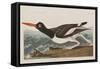 Illustration from 'Birds of America', 1827-38-John James Audubon-Framed Stretched Canvas