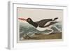 Illustration from 'Birds of America', 1827-38-John James Audubon-Framed Giclee Print