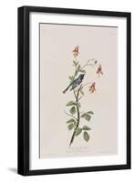 Illustration from 'Birds of America', 1827-38-John James Audubon-Framed Giclee Print