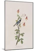 Illustration from 'Birds of America', 1827-38-John James Audubon-Mounted Giclee Print