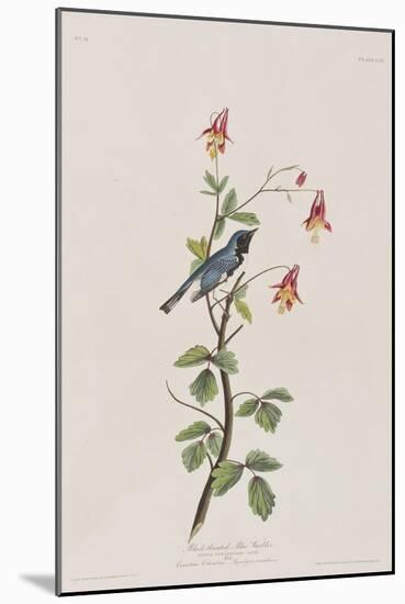 Illustration from 'Birds of America', 1827-38-John James Audubon-Mounted Giclee Print