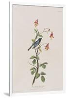 Illustration from 'Birds of America', 1827-38-John James Audubon-Framed Giclee Print