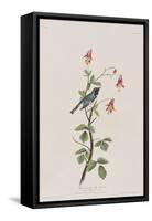 Illustration from 'Birds of America', 1827-38-John James Audubon-Framed Stretched Canvas