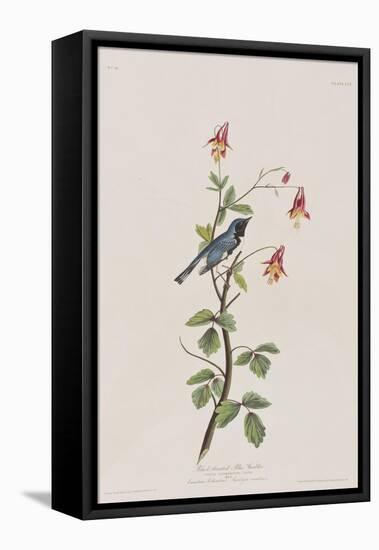 Illustration from 'Birds of America', 1827-38-John James Audubon-Framed Stretched Canvas