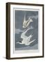 Illustration from 'Birds of America', 1827-38-John James Audubon-Framed Giclee Print