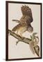 Illustration from 'Birds of America' by John James Audubon, 1827-38-John James Audubon-Framed Giclee Print