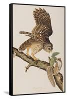 Illustration from 'Birds of America' by John James Audubon, 1827-38-John James Audubon-Framed Stretched Canvas