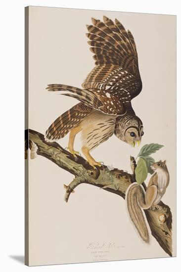 Illustration from 'Birds of America' by John James Audubon, 1827-38-John James Audubon-Stretched Canvas