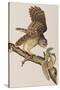 Illustration from 'Birds of America' by John James Audubon, 1827-38-John James Audubon-Stretched Canvas