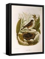 Illustration from Eugenio BettoniS Natural History of Birds That Nest in Lombardy Representing Alpi-null-Framed Stretched Canvas