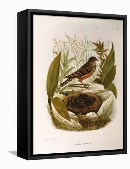 Illustration from Eugenio BettoniS Natural History of Birds That Nest in Lombardy Representing Alpi-null-Framed Stretched Canvas