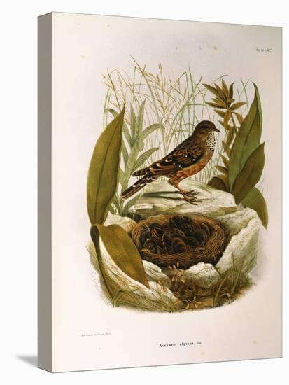 Illustration from Eugenio BettoniS Natural History of Birds That Nest in Lombardy Representing Alpi-null-Stretched Canvas