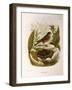 Illustration from Eugenio BettoniS Natural History of Birds That Nest in Lombardy Representing Alpi-null-Framed Giclee Print