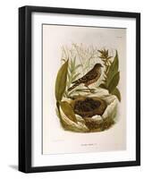 Illustration from Eugenio BettoniS Natural History of Birds That Nest in Lombardy Representing Alpi-null-Framed Giclee Print