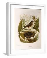 Illustration from Eugenio BettoniS Natural History of Birds That Nest in Lombardy Representing Alpi-null-Framed Giclee Print