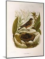 Illustration from Eugenio BettoniS Natural History of Birds That Nest in Lombardy Representing Alpi-null-Mounted Giclee Print