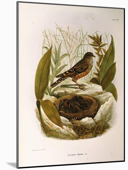 Illustration from Eugenio BettoniS Natural History of Birds That Nest in Lombardy Representing Alpi-null-Mounted Giclee Print