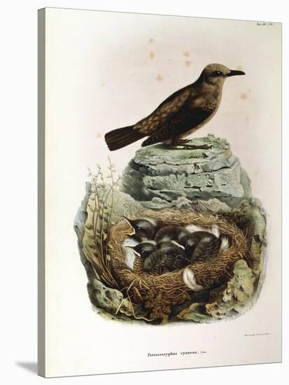 Illustration from Eugenio BettoniS Natural History of Birds That Nest in Lombardy Representing Blue-null-Stretched Canvas