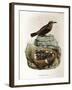 Illustration from Eugenio BettoniS Natural History of Birds That Nest in Lombardy Representing Blue-null-Framed Giclee Print