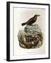 Illustration from Eugenio BettoniS Natural History of Birds That Nest in Lombardy Representing Blue-null-Framed Giclee Print