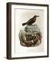 Illustration from Eugenio BettoniS Natural History of Birds That Nest in Lombardy Representing Blue-null-Framed Giclee Print