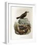 Illustration from Eugenio BettoniS Natural History of Birds That Nest in Lombardy Representing Blue-null-Framed Giclee Print