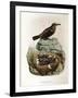 Illustration from Eugenio BettoniS Natural History of Birds That Nest in Lombardy Representing Blue-null-Framed Giclee Print