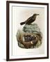 Illustration from Eugenio BettoniS Natural History of Birds That Nest in Lombardy Representing Blue-null-Framed Giclee Print