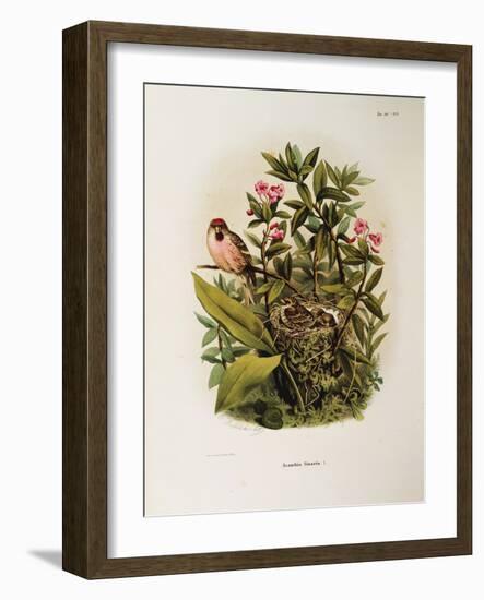 Illustration from Eugenio BettoniS Natural History of Birds That Nest in Lombardy Representing Comm-null-Framed Giclee Print