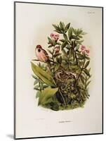 Illustration from Eugenio BettoniS Natural History of Birds That Nest in Lombardy Representing Comm-null-Mounted Giclee Print