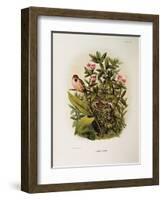 Illustration from Eugenio BettoniS Natural History of Birds That Nest in Lombardy Representing Comm-null-Framed Giclee Print