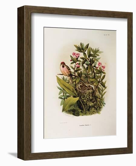 Illustration from Eugenio BettoniS Natural History of Birds That Nest in Lombardy Representing Comm-null-Framed Giclee Print