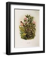 Illustration from Eugenio BettoniS Natural History of Birds That Nest in Lombardy Representing Comm-null-Framed Giclee Print