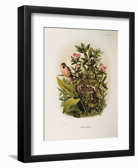 Illustration from Eugenio BettoniS Natural History of Birds That Nest in Lombardy Representing Comm-null-Framed Giclee Print