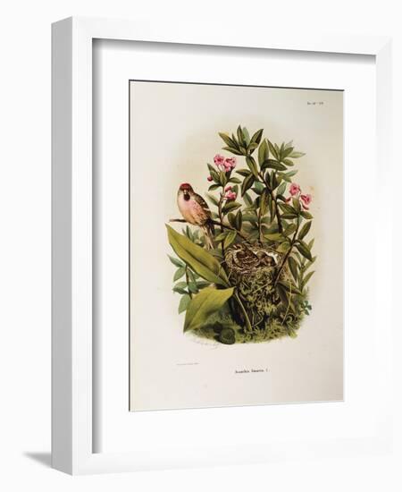 Illustration from Eugenio BettoniS Natural History of Birds That Nest in Lombardy Representing Comm-null-Framed Giclee Print