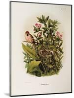 Illustration from Eugenio BettoniS Natural History of Birds That Nest in Lombardy Representing Comm-null-Mounted Giclee Print