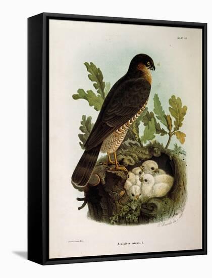 Illustration from Eugenio BettoniS Natural History of Birds That Nest in Lombardy Representing Eura-null-Framed Stretched Canvas