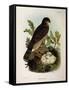 Illustration from Eugenio BettoniS Natural History of Birds That Nest in Lombardy Representing Eura-null-Framed Stretched Canvas