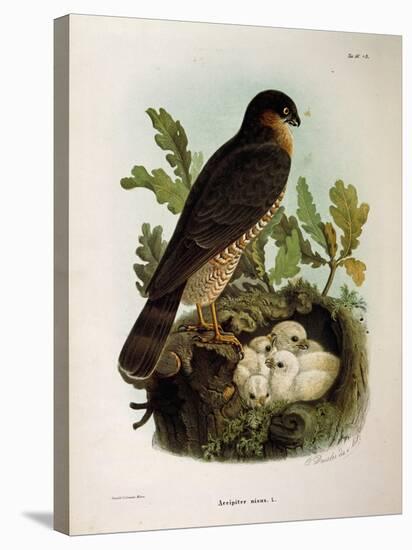 Illustration from Eugenio BettoniS Natural History of Birds That Nest in Lombardy Representing Eura-null-Stretched Canvas