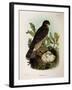 Illustration from Eugenio BettoniS Natural History of Birds That Nest in Lombardy Representing Eura-null-Framed Giclee Print