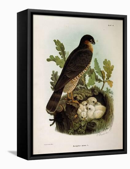 Illustration from Eugenio BettoniS Natural History of Birds That Nest in Lombardy Representing Eura-null-Framed Stretched Canvas