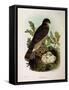 Illustration from Eugenio BettoniS Natural History of Birds That Nest in Lombardy Representing Eura-null-Framed Stretched Canvas