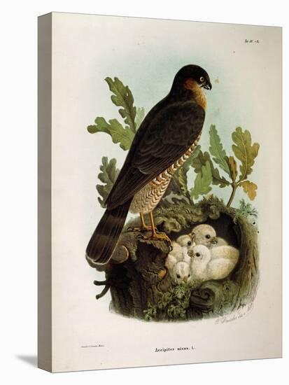 Illustration from Eugenio BettoniS Natural History of Birds That Nest in Lombardy Representing Eura-null-Stretched Canvas