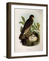 Illustration from Eugenio BettoniS Natural History of Birds That Nest in Lombardy Representing Eura-null-Framed Giclee Print