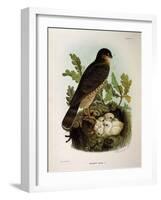 Illustration from Eugenio BettoniS Natural History of Birds That Nest in Lombardy Representing Eura-null-Framed Giclee Print