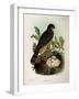 Illustration from Eugenio BettoniS Natural History of Birds That Nest in Lombardy Representing Eura-null-Framed Giclee Print