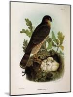 Illustration from Eugenio BettoniS Natural History of Birds That Nest in Lombardy Representing Eura-null-Mounted Giclee Print