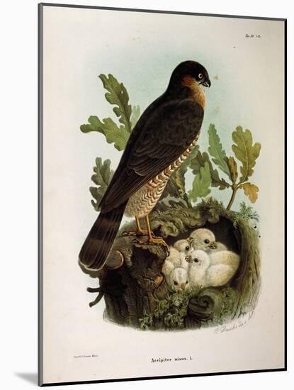 Illustration from Eugenio BettoniS Natural History of Birds That Nest in Lombardy Representing Eura-null-Mounted Giclee Print