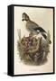 Illustration from Eugenio BettoniS Natural History of Birds That Nest in Lombardy Representing Eura-null-Framed Stretched Canvas